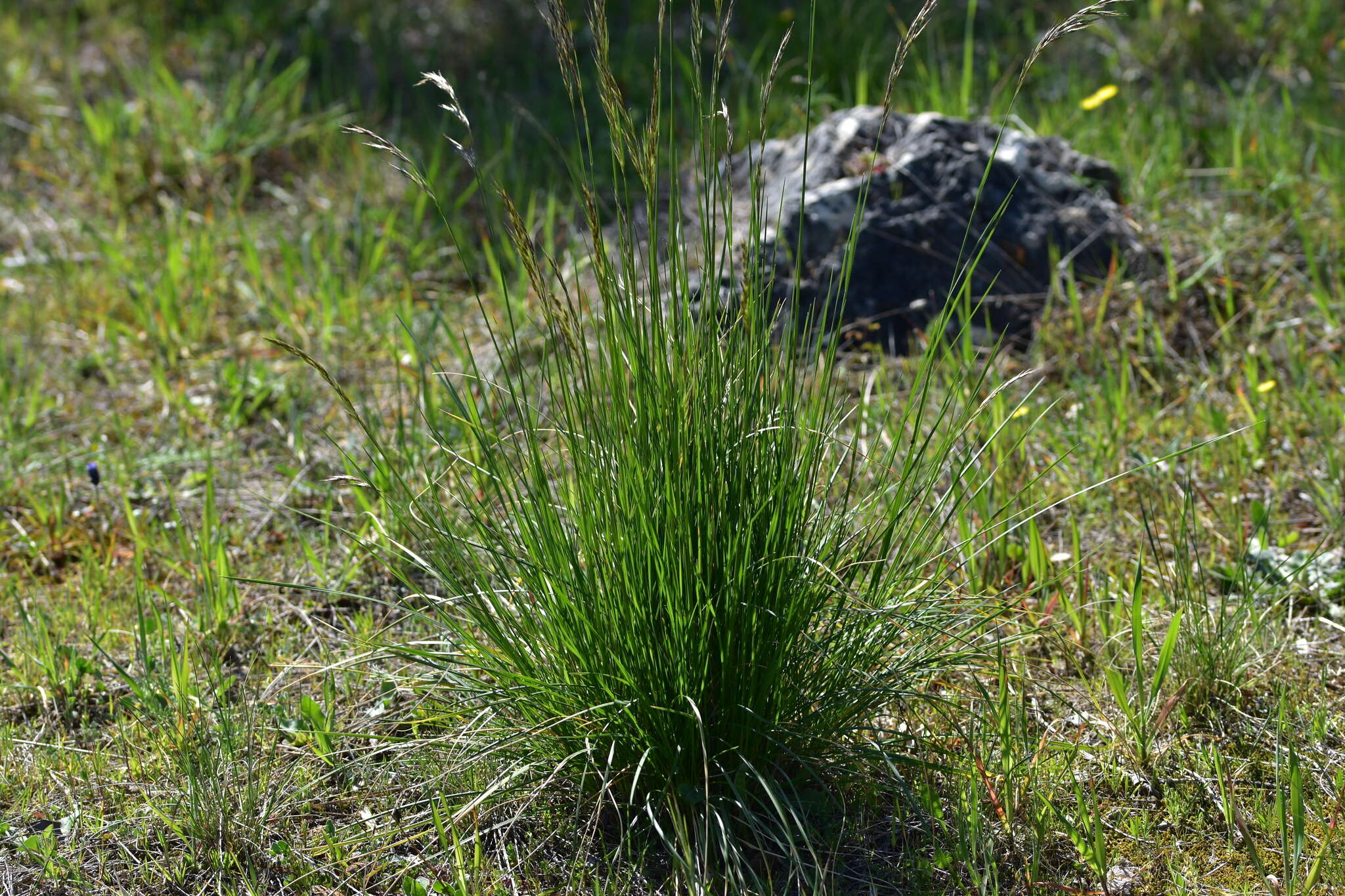 Image of Helictotrichon convolutum (C. Presl) Henrard