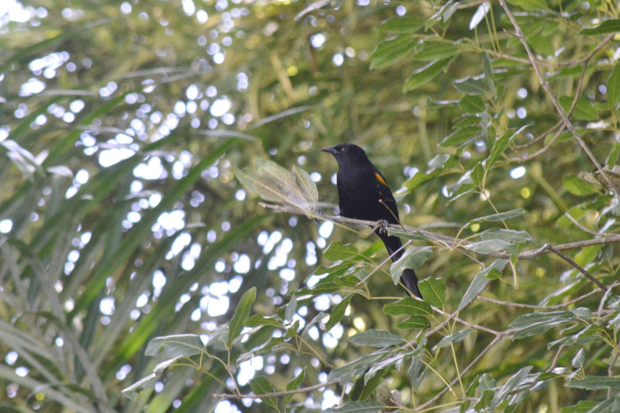 Image of Variable Oriole