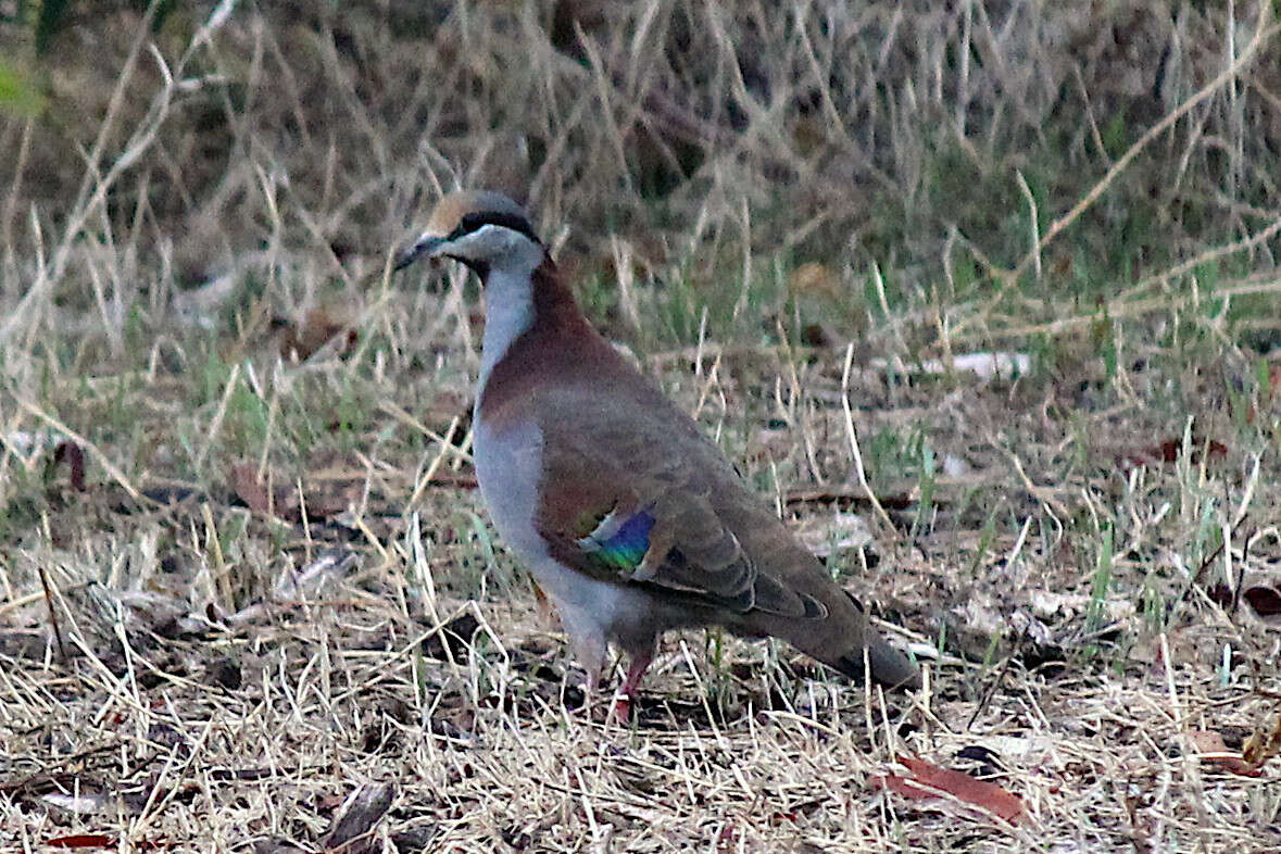 Image of Brush Bronzewing