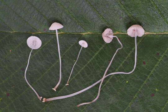 Image of Mycena stylobates (Pers.) P. Kumm. 1871