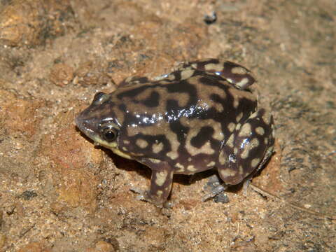 Image of Marbled Snout-burrower