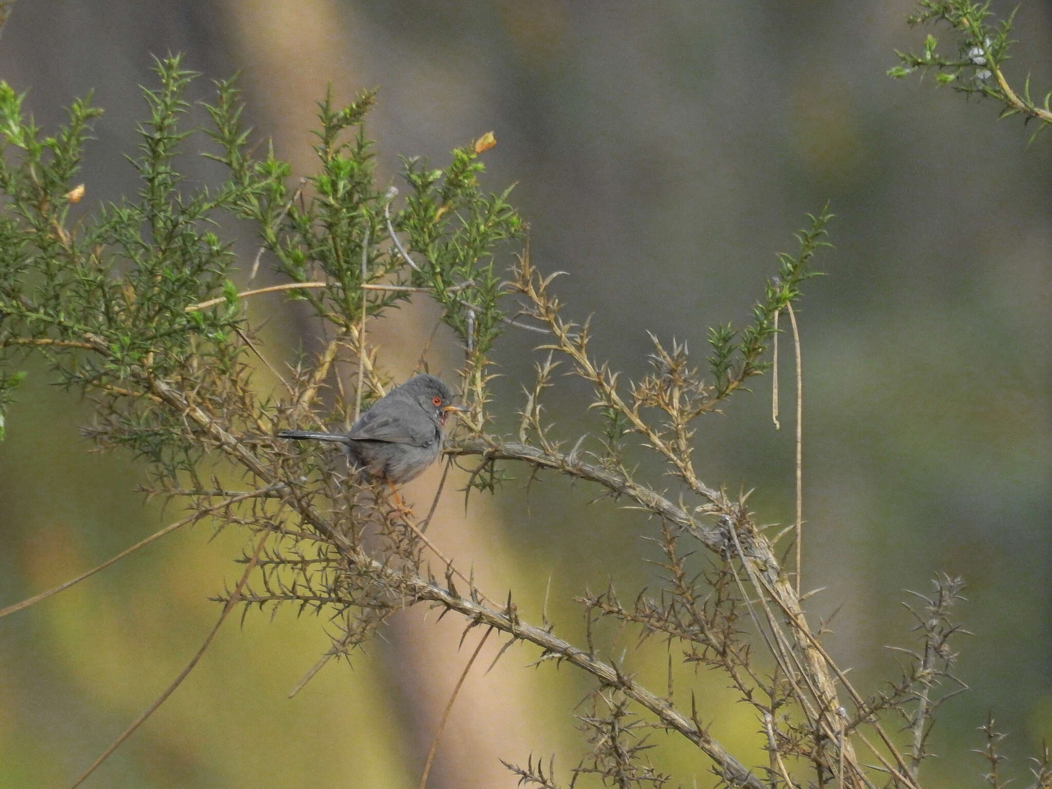 Image of Dartford warbler