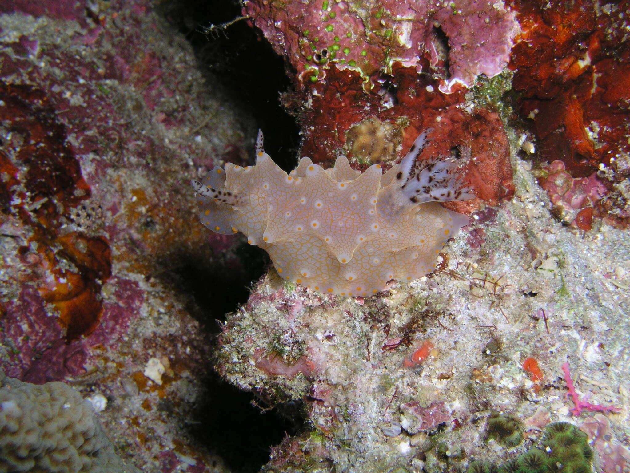 Image of Orange spot white lumpy slug