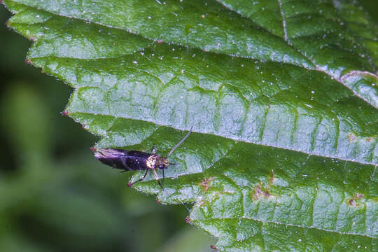Image of Micropterix aglaella Duponchel 1838