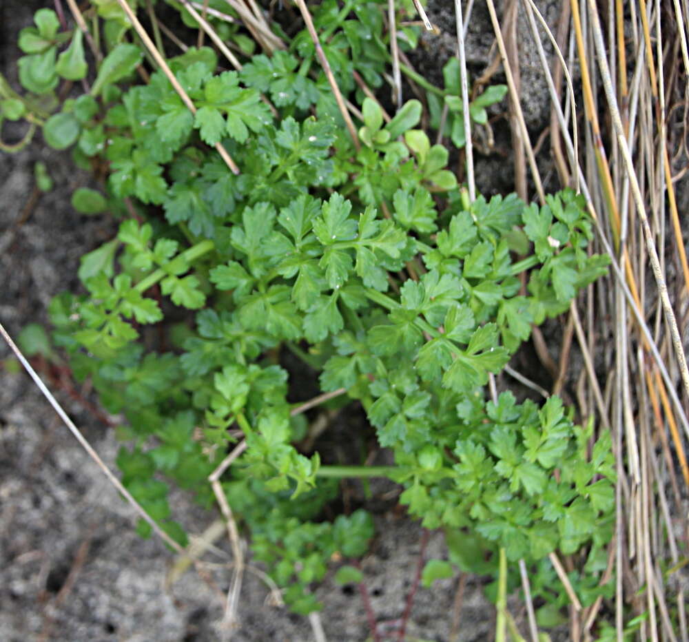 Image de Apium prostratum Labill.