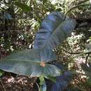 Image of Philodendron sagittifolium Liebm.