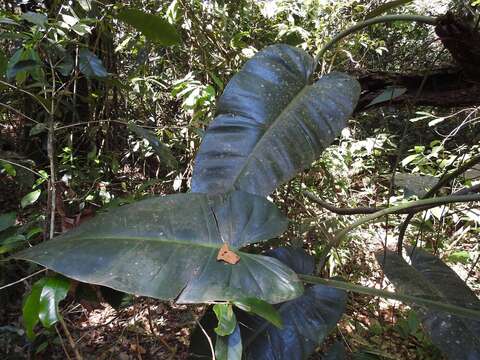 Philodendron sagittifolium Liebm. resmi