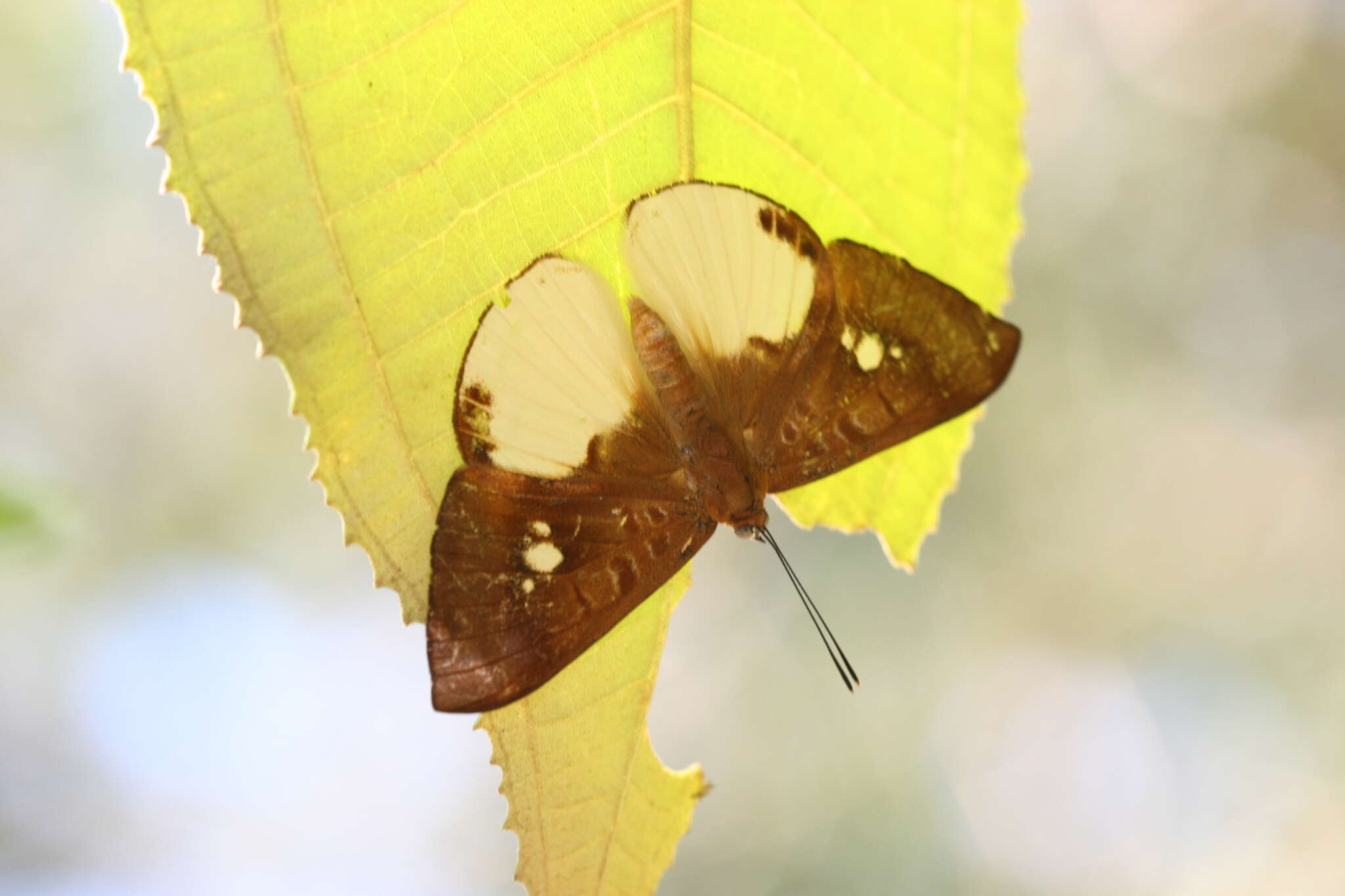 Слика од Synargis nymphidioides