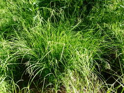 Image of Drooping Sedge