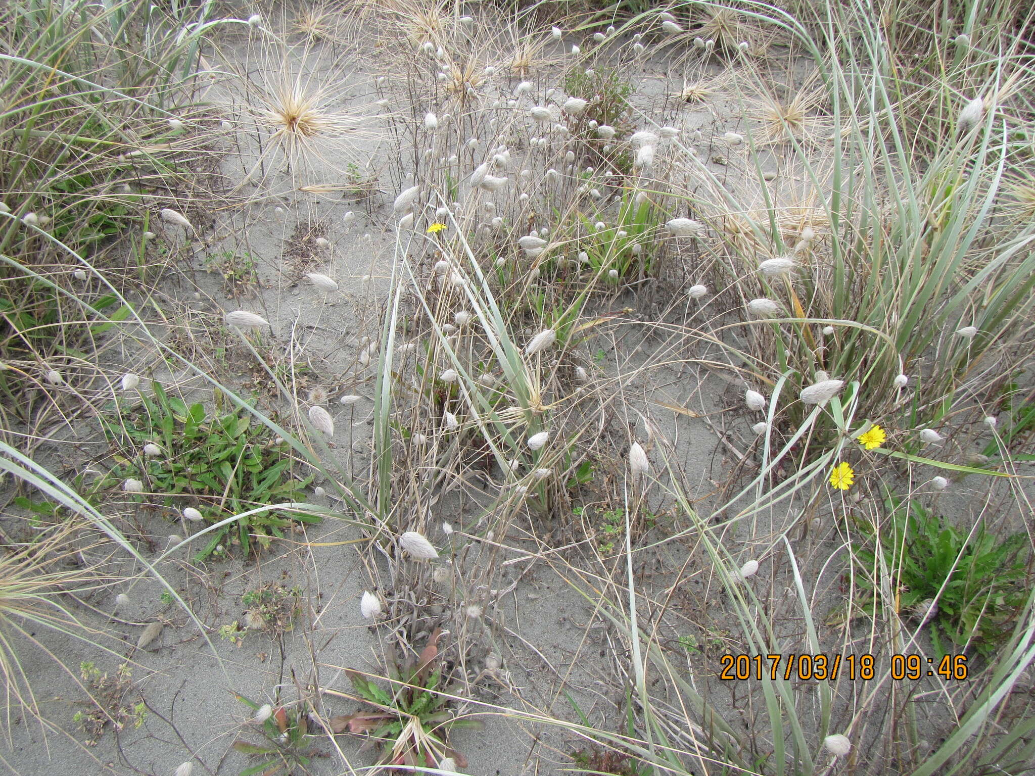 Image of harestail grass