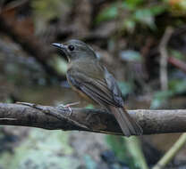 Image of Pale-chinned Blue Flycatcher