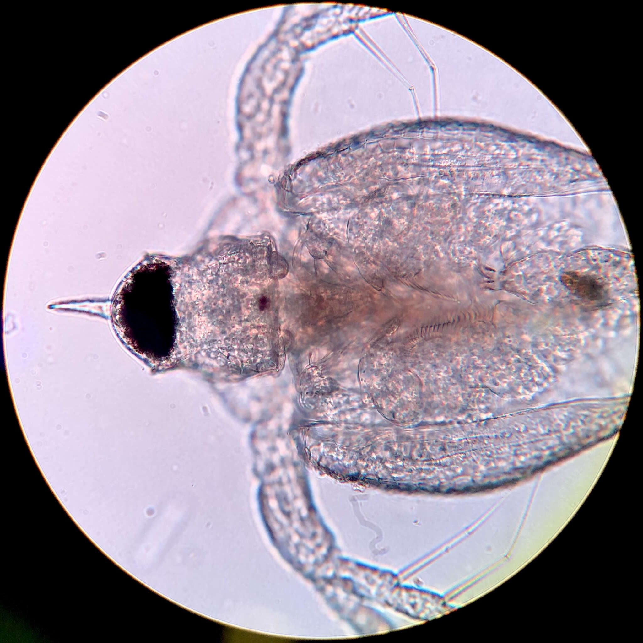 Image of meniscus waterflea