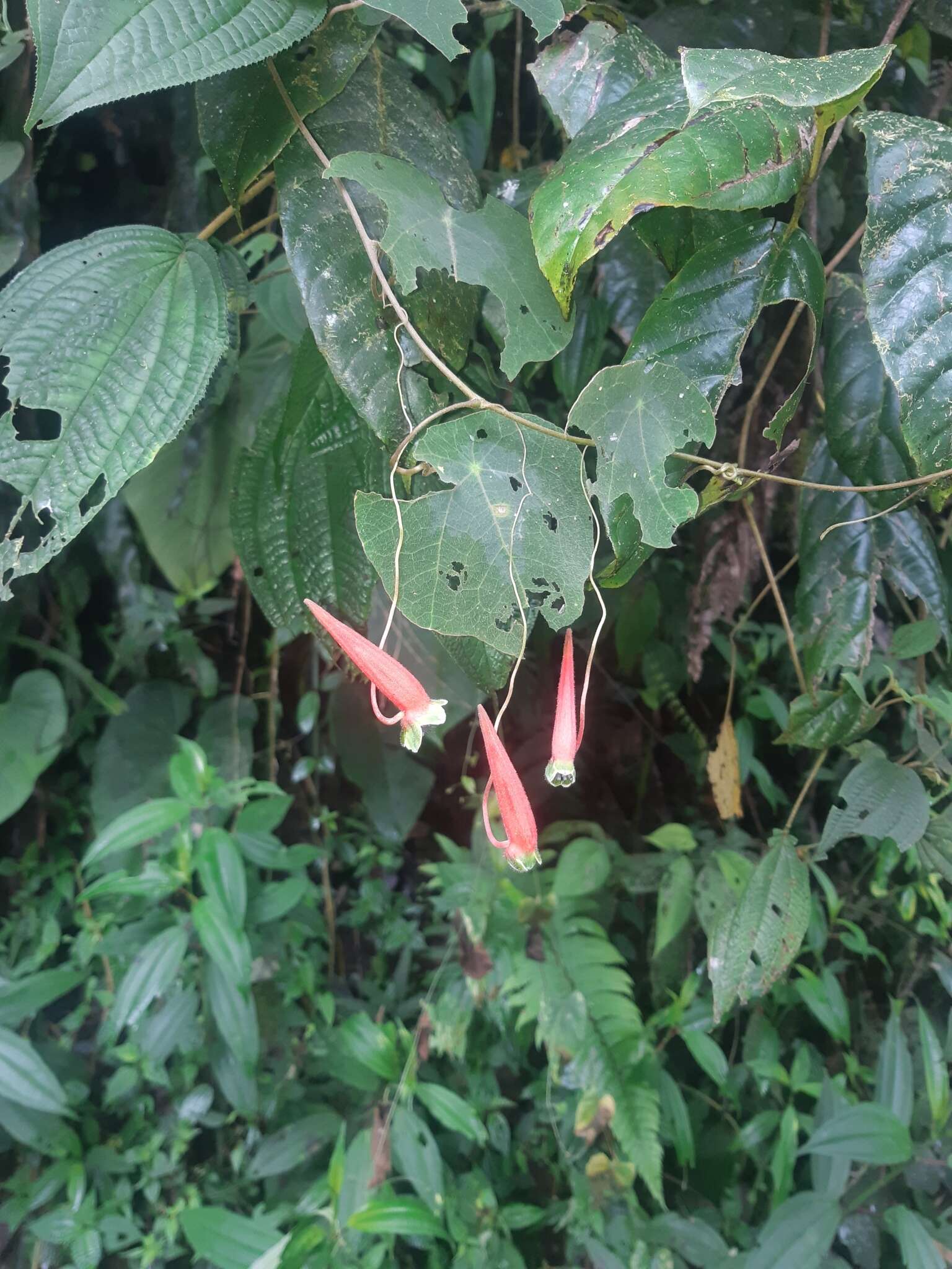 Image of Tropaeolum adpressum D. K. Hughes