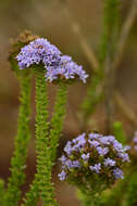 Image of Selago rotundifolia L. fil.