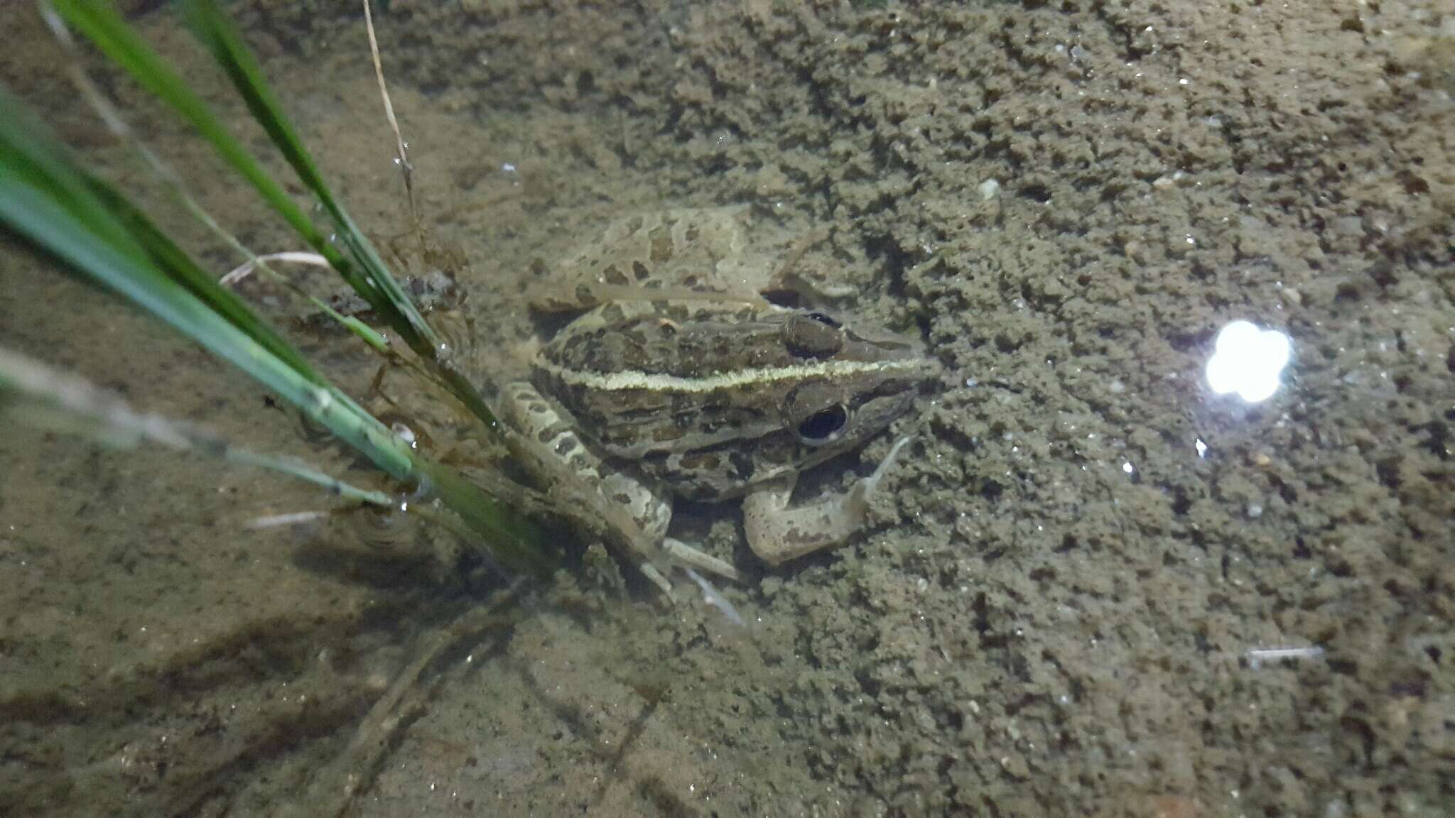 Image of Black-spotted frog