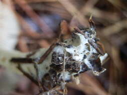 Image of Entoloma niphoides Romagn. ex Noordel. 1985