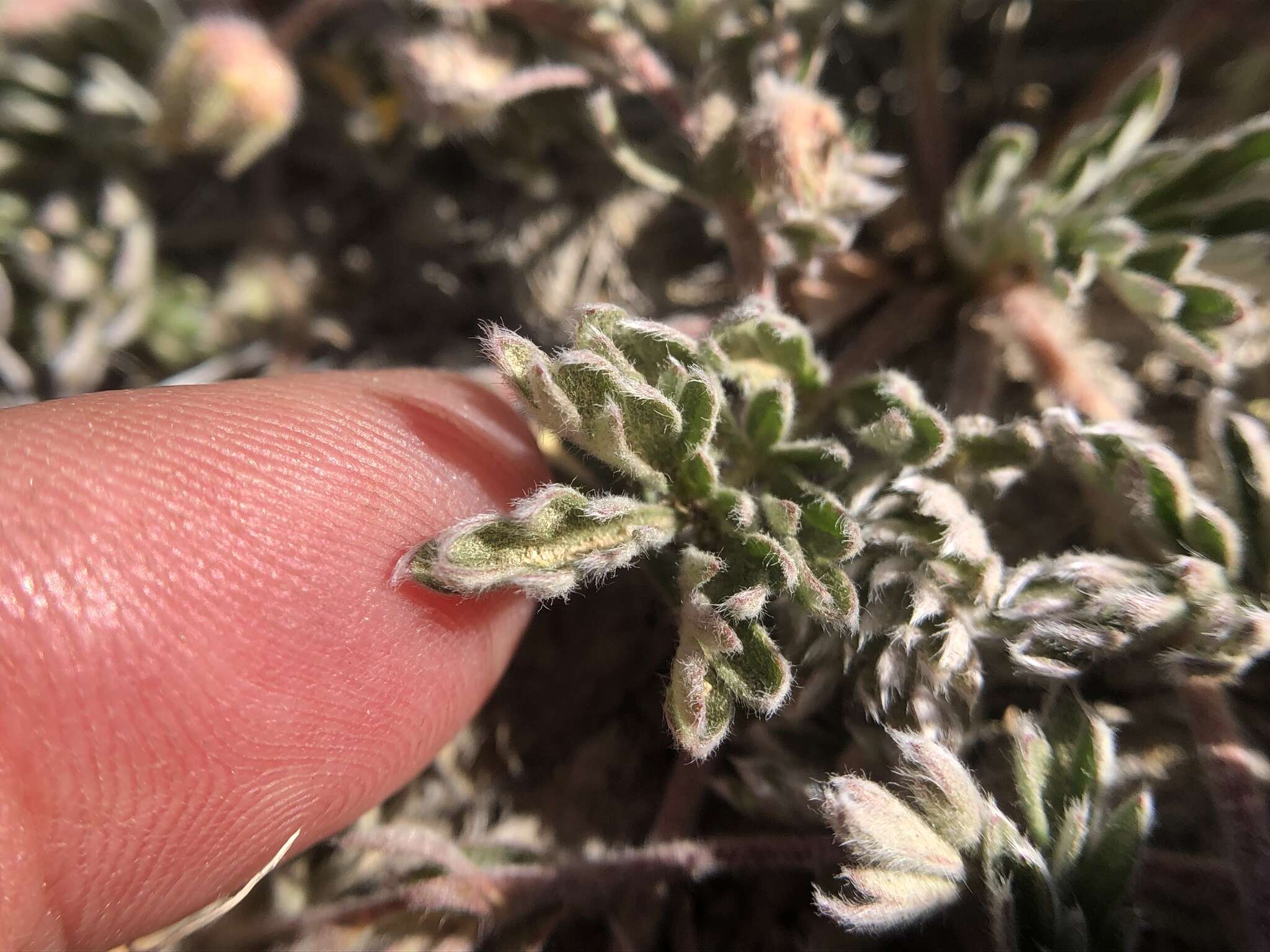 Imagem de Potentilla morefieldii B. Ertter