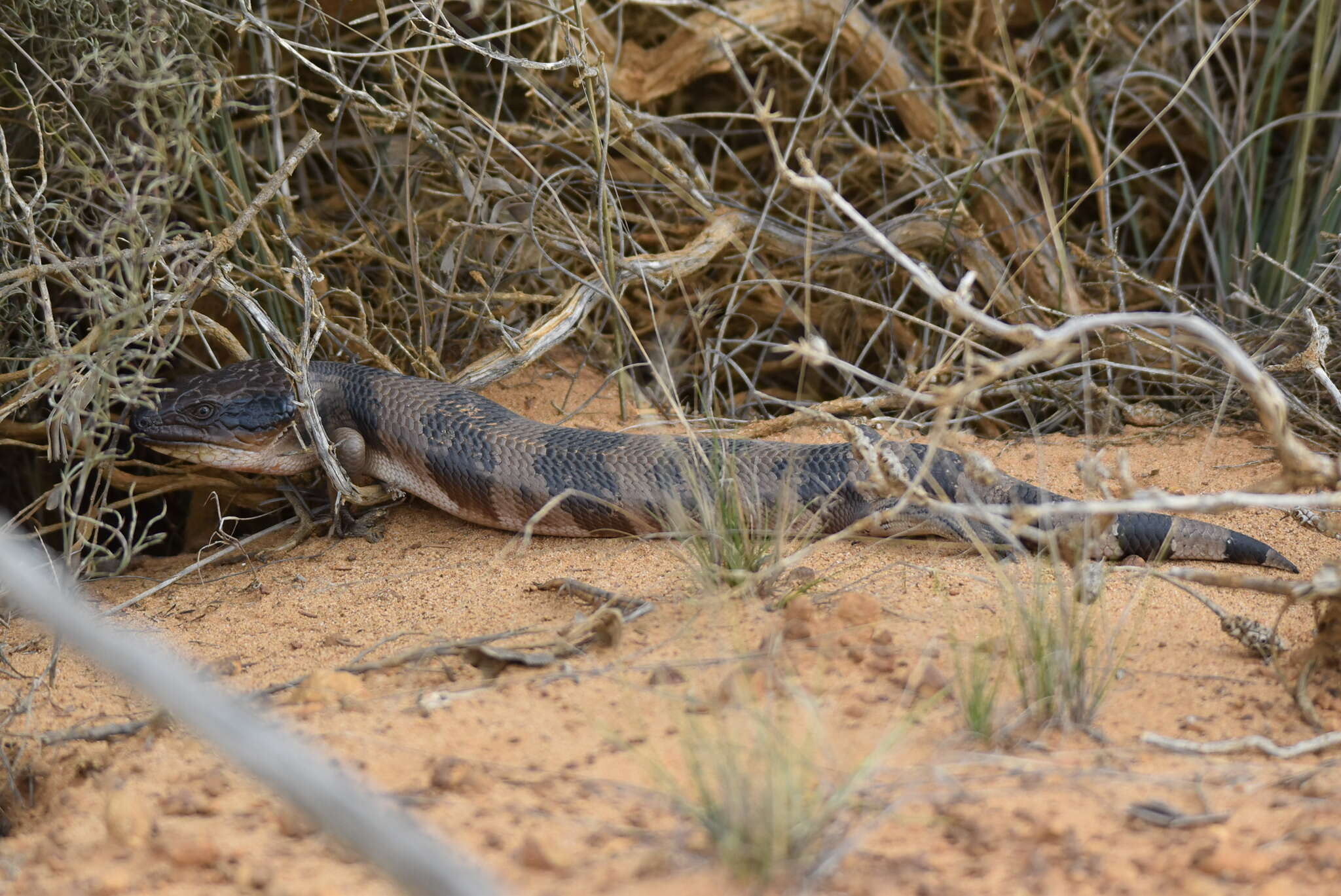 Image of Western blue-tongued lizard