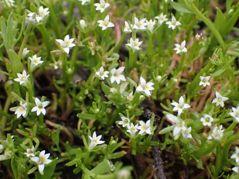 Image of Dwarf Calico-Flower