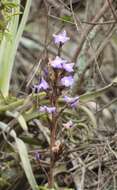 Image of Tillandsia duratii Vis.