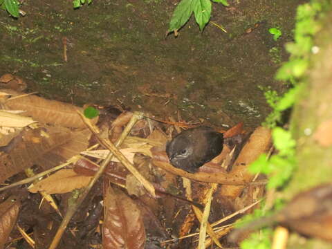 Слика од Microcerculus marginatus (Sclater & PL 1855)