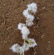 Image of Camphor bush