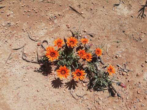 Image of Gazania ciliaris DC.