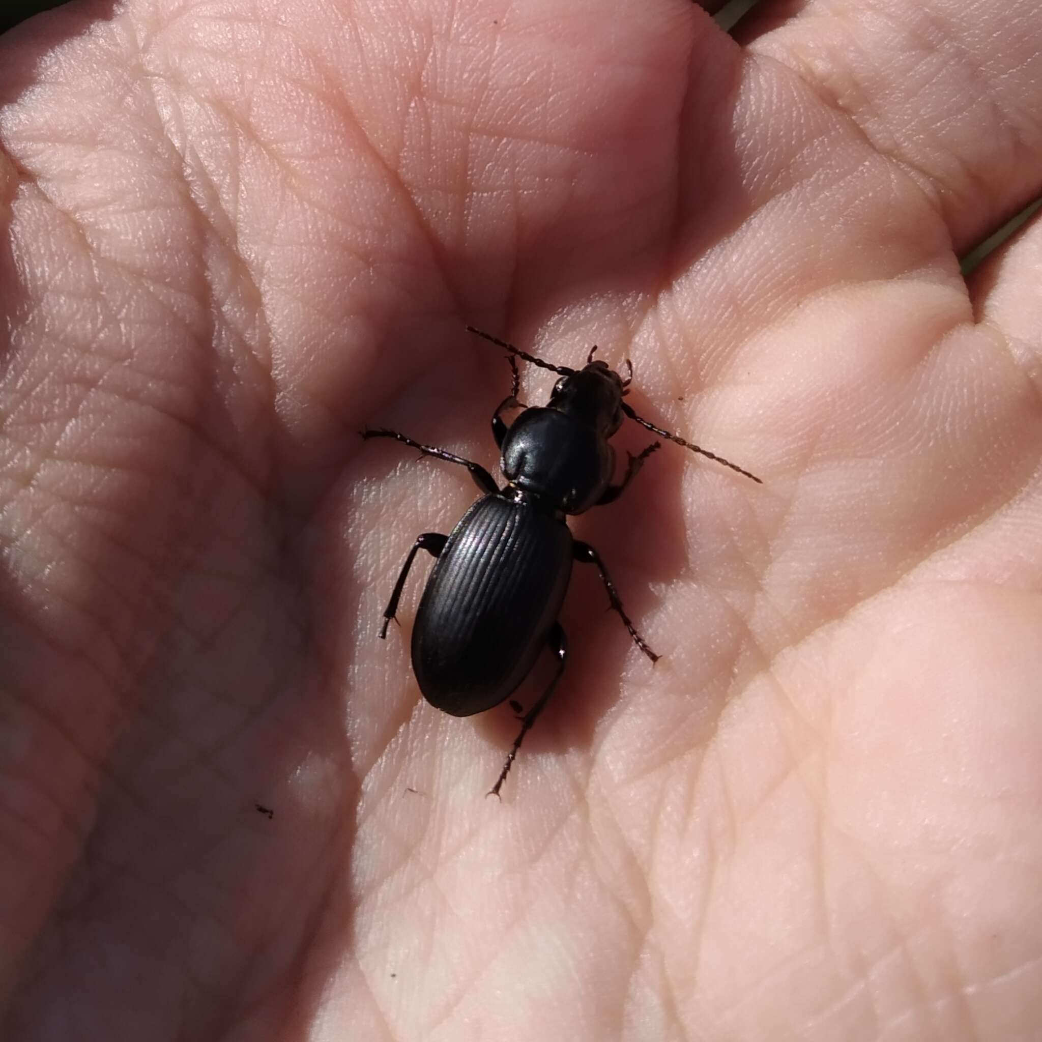 Image de Pterostichus (Steropus) ebenus (Quensel ex Schönherr 1806)