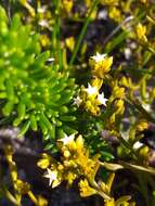 Image of Thesium acuminatum A. W. Hill