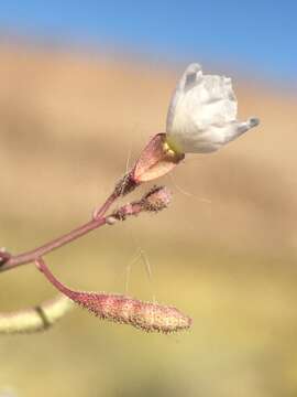 Image de Chylismia heterochroma Small