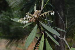 Image of Comarostaphylis longifolia (Benth.) Klotzsch