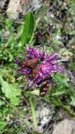 Image of six-spot burnet