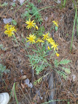 Image of Crepidiastrum tenuifolium (Willd.) A. N Sennikov