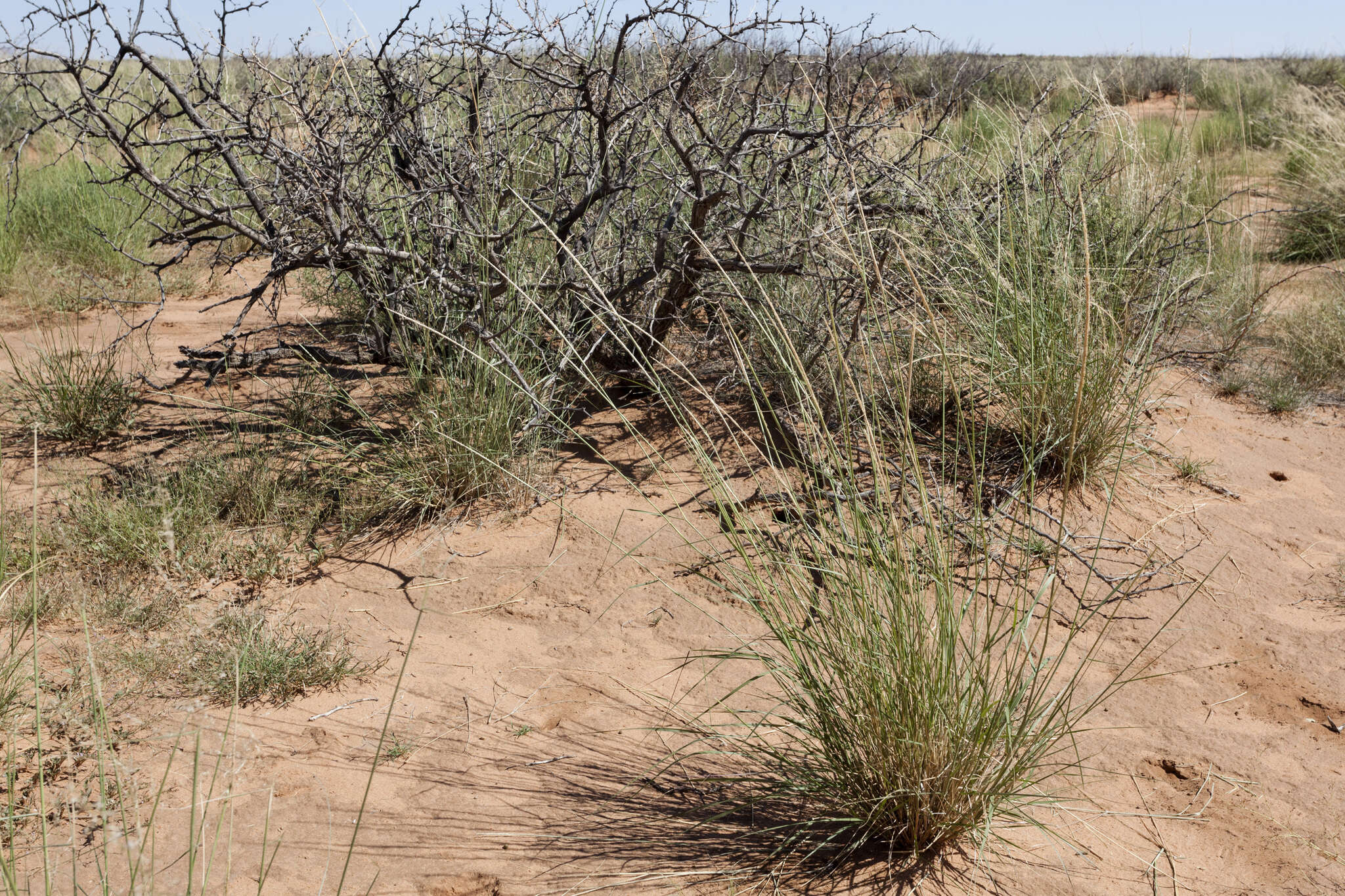 Image of spike dropseed