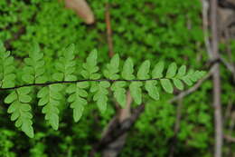 Image of Myriopteris microphylla (Sw.) Grusz & Windham