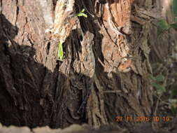 Image of Bark Gecko