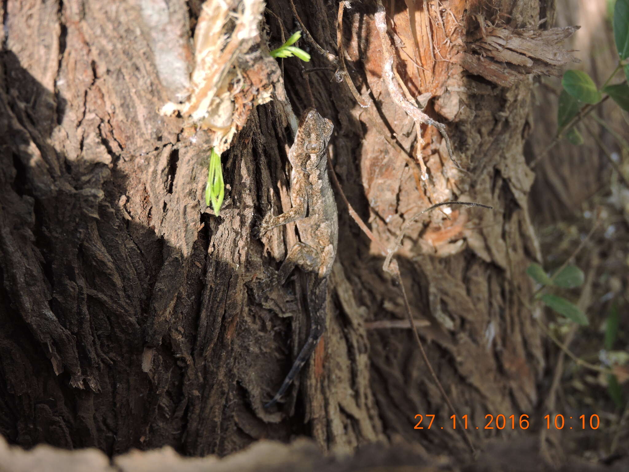 Image of Bark Gecko