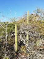 Image of Cephalocereus nudus