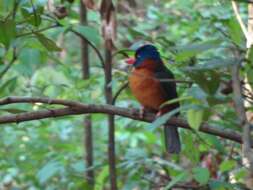 Actenoides monachus monachus (Bonaparte 1850) resmi