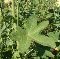 Image of Alcea rugosa Alef.