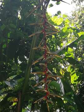 Image of Heliconia griggsiana L. B. Sm.