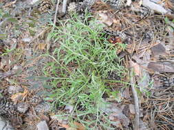 Image de Artemisia pubescens Ledeb.