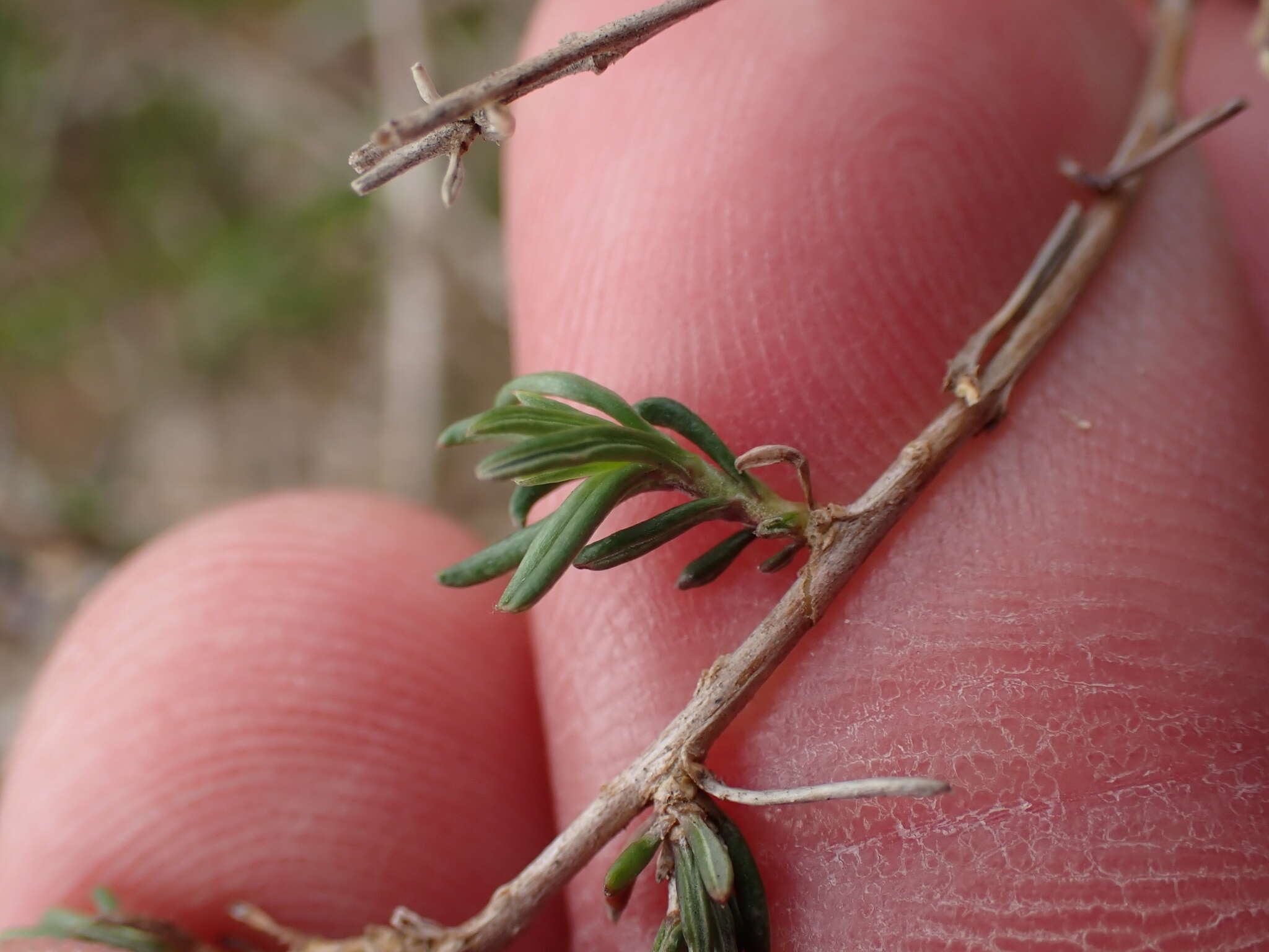 صورة Wahlenbergia albens (Spreng. ex A. DC.) Lammers