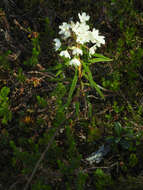 Imagem de Rhododendron tomentosum (Stokes) Harmaja