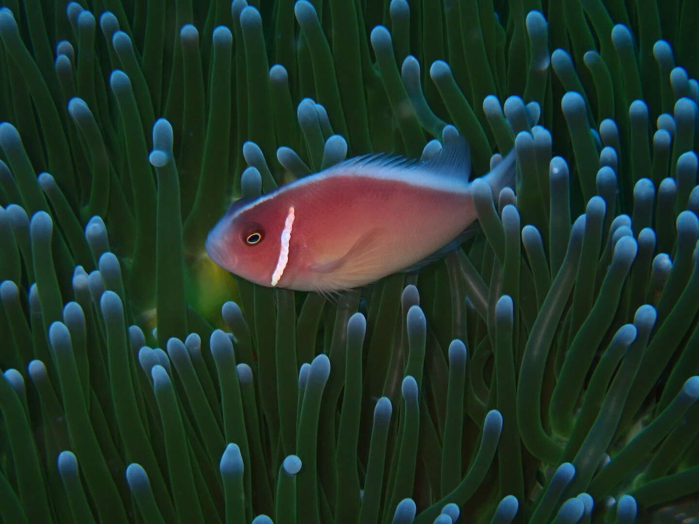 Image of Pink anemonefish