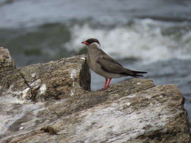 Image of Rock Pratincole