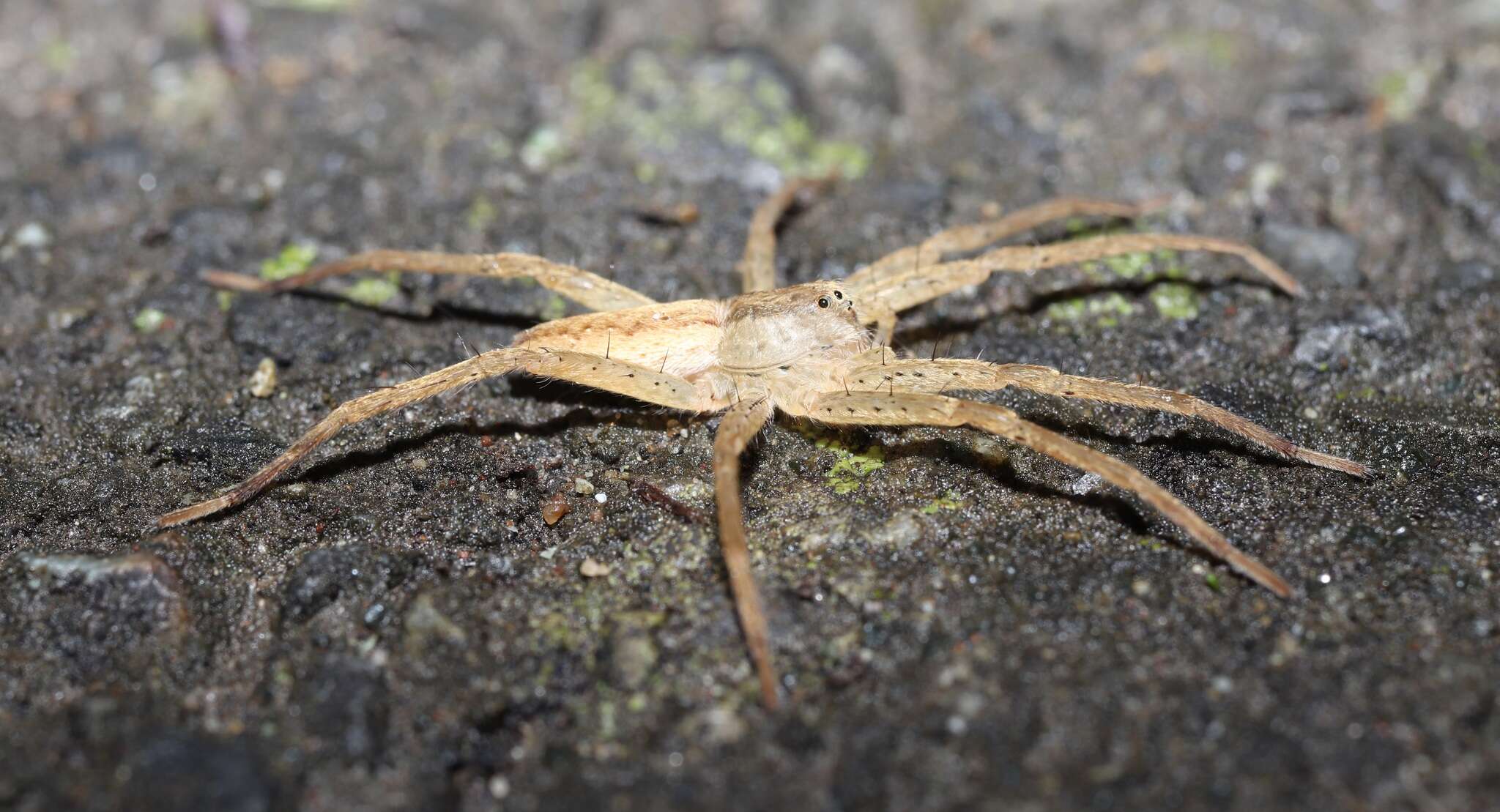 صورة Dolomedes sulfureus L. Koch 1878