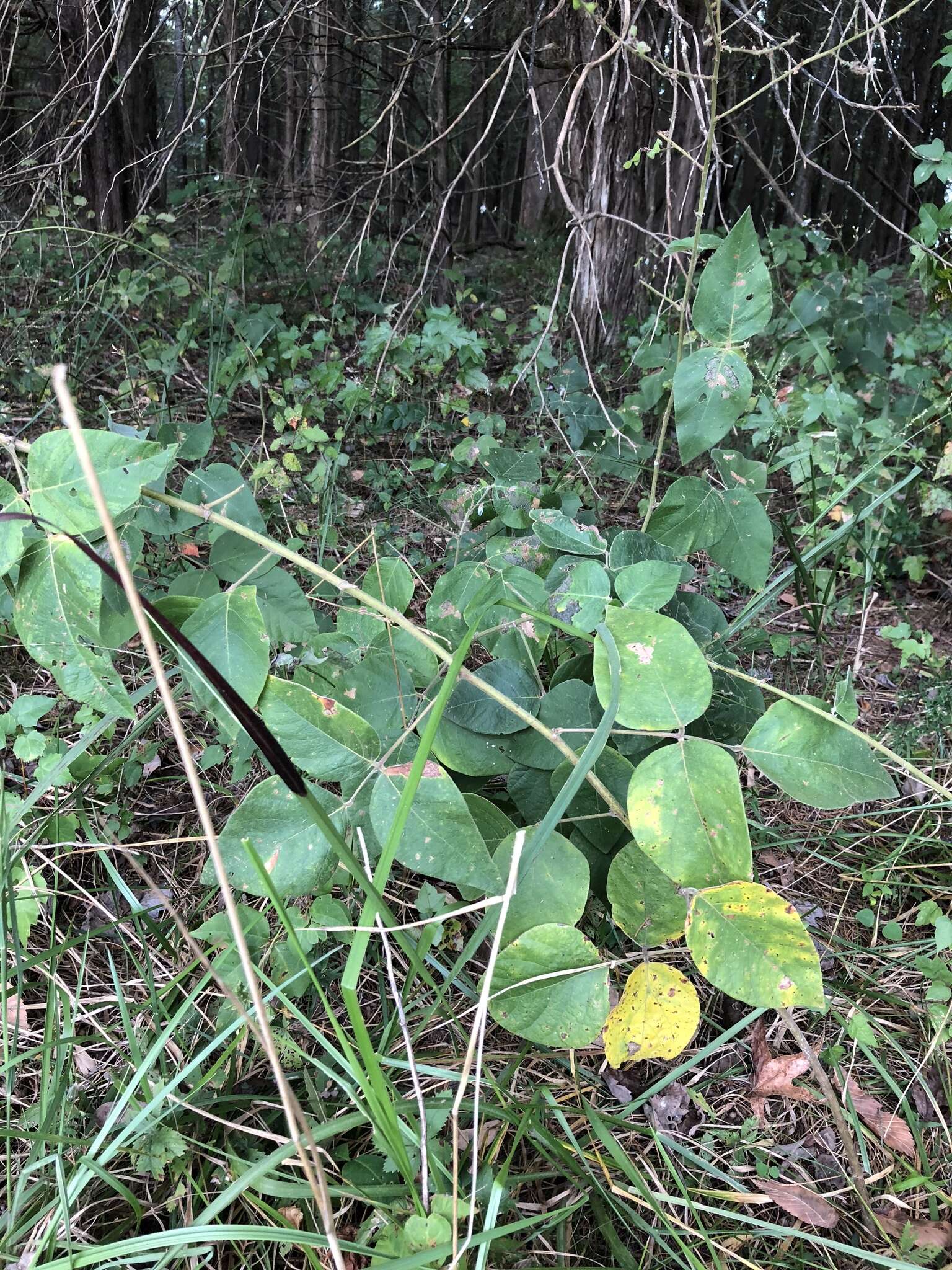 Image of velvetleaf ticktrefoil