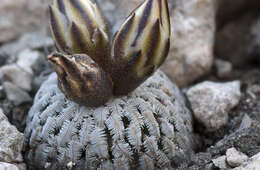 Image of Turbinicarpus pseudopectinatus (Backeb.) Glass & R. A. Foster