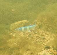 Image of Spotfin Chub